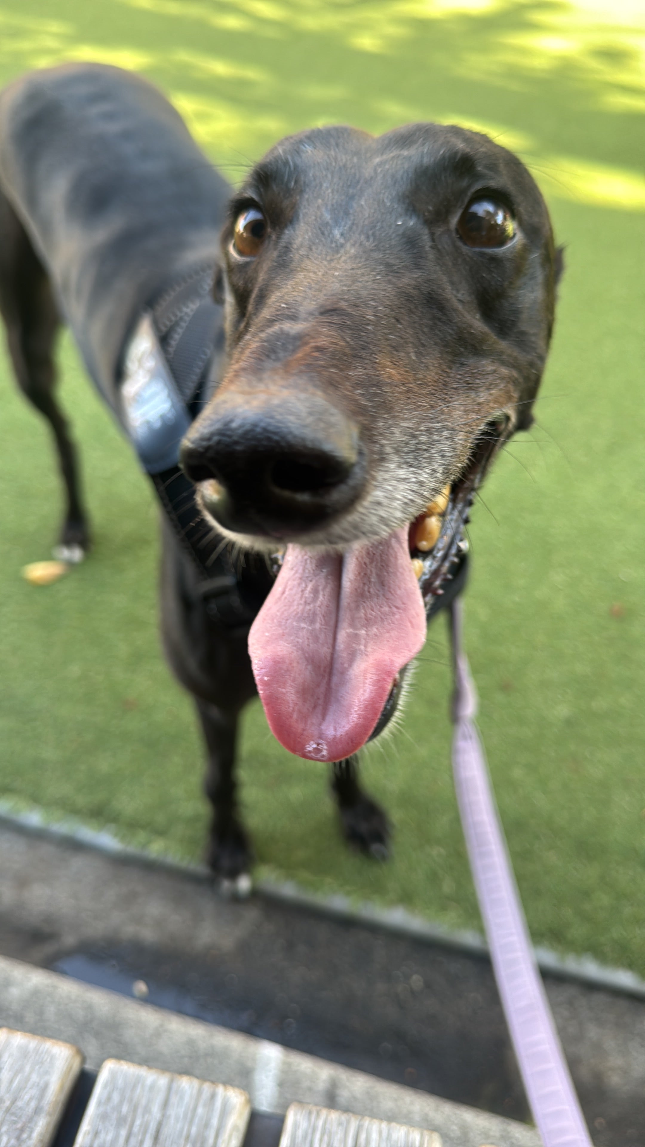 Greyhound Rescue Necklace - Love the Snoot Society ๐พ MarauxJewellery
